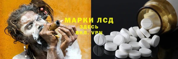 прущие грибы Новозыбков